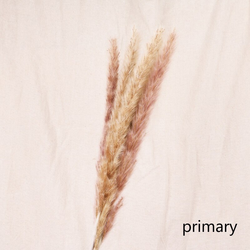 Reed dried flower